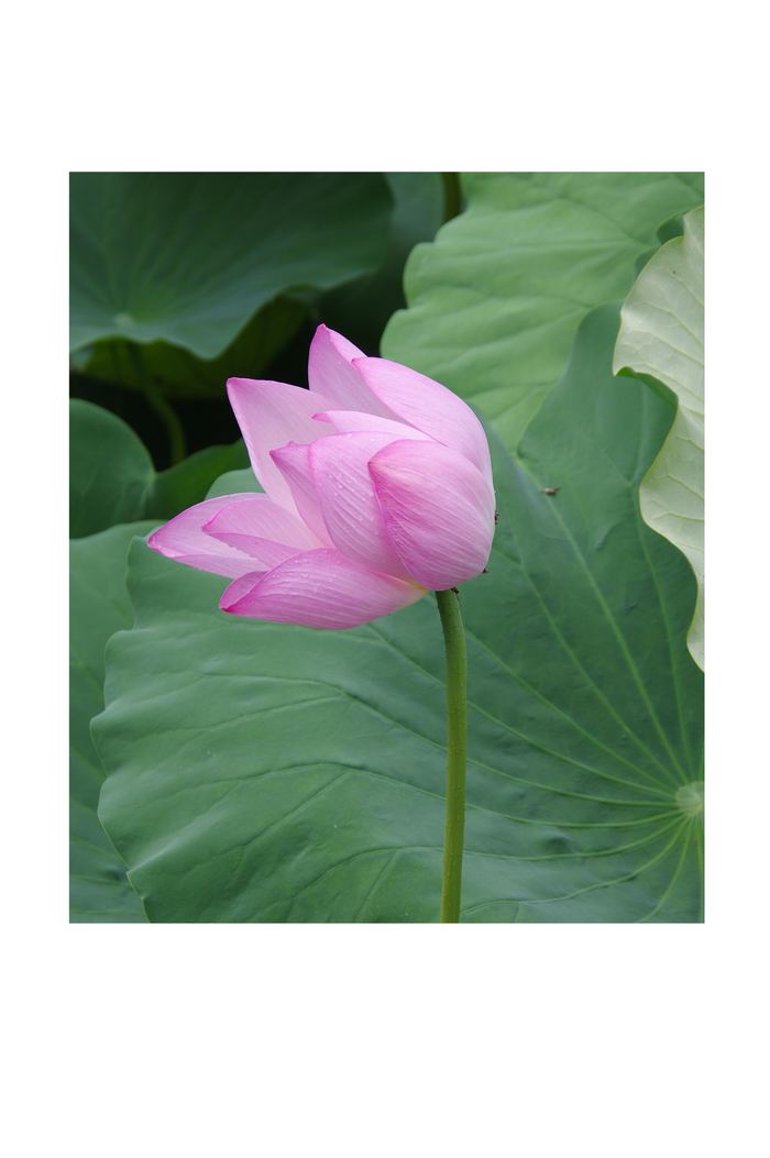 A close-up photo of a flower