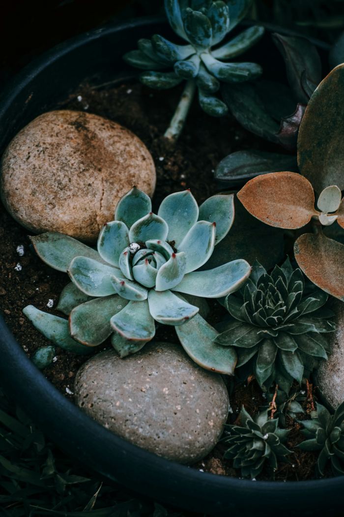 Succulent plants and smooth river stones arranged in a planter
